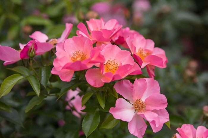 Easy Elegance® All the Rage - Rosa (Rose) from Winding Creek Nursery