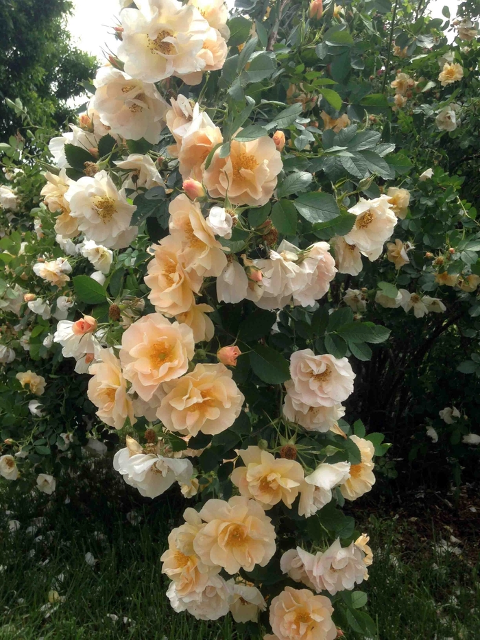 'Above and Beyond™' Rose - Rosa from Winding Creek Nursery