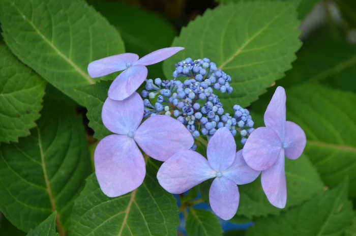 'Twist-n-Shout®' Bigleaf Hydrangea - Hydrangea macrophylla from Winding Creek Nursery