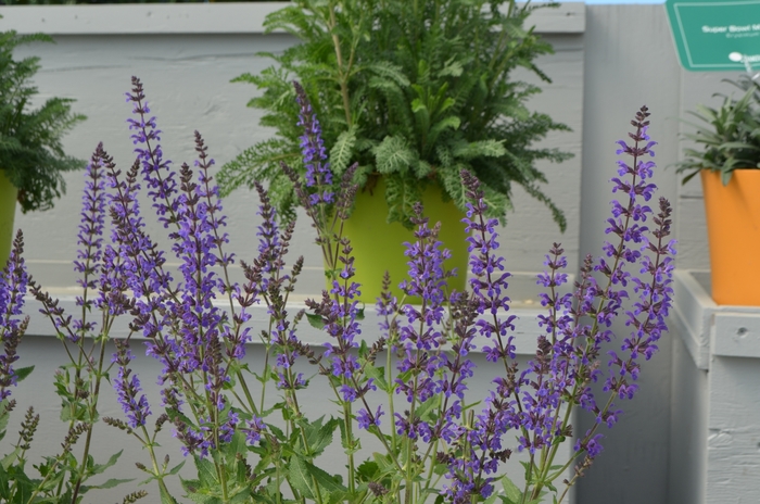 Marcus® - Salvia nemorosa from Winding Creek Nursery