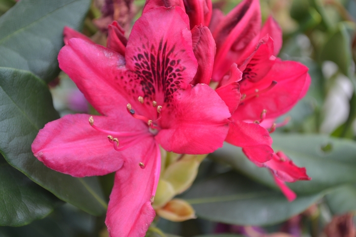 'Nova Zembla' - Rhododendron from Winding Creek Nursery