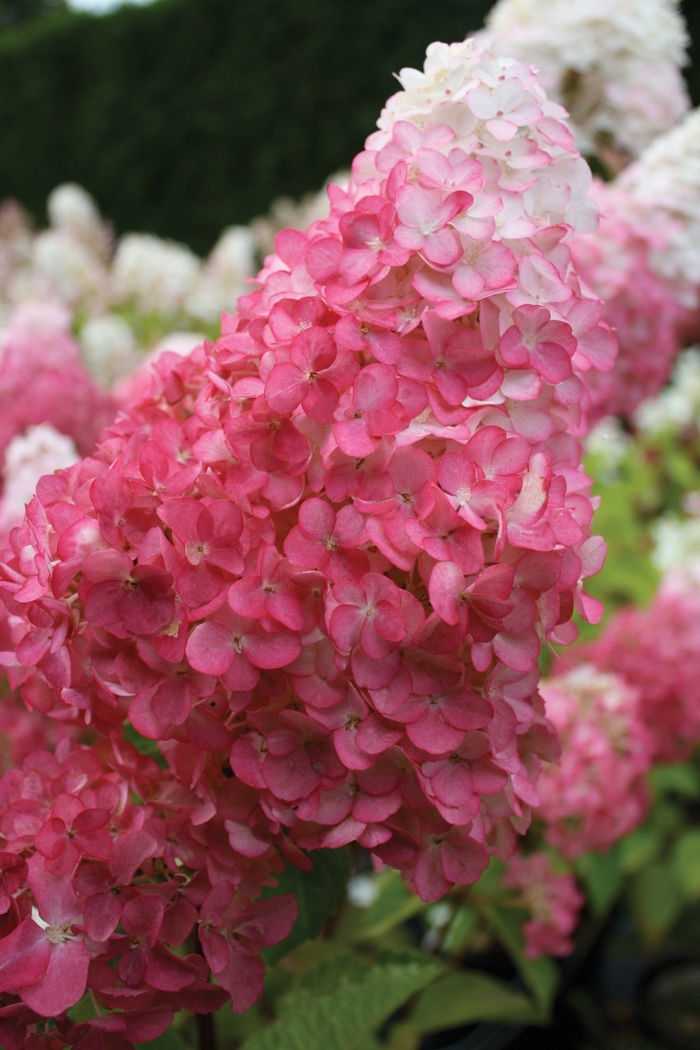 Vanilla Strawberry™ - Hydrangea paniculata from Winding Creek Nursery