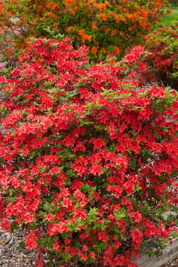 Electric Lights™ 'Red' - Rhododendron (Azalea) from Winding Creek Nursery