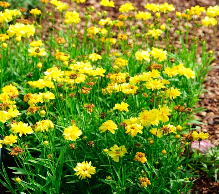 'Leading Lady Charlize' Tickseed - Coreopsis from Winding Creek Nursery