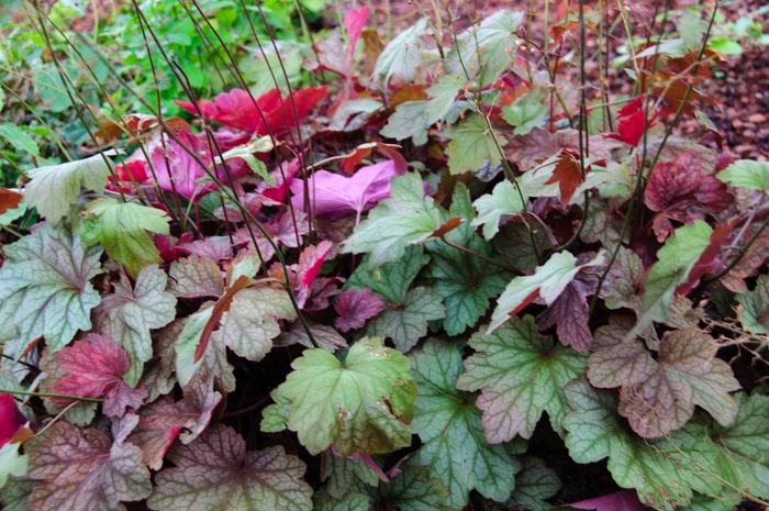 'Carnival Watermelon' Coral Bells - Heuchera from Winding Creek Nursery