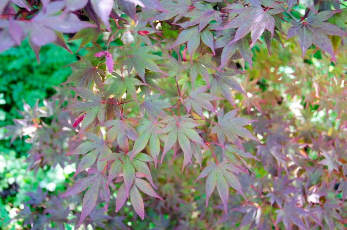 'Fireglow' Japanese Maple - Acer palmatum from Winding Creek Nursery