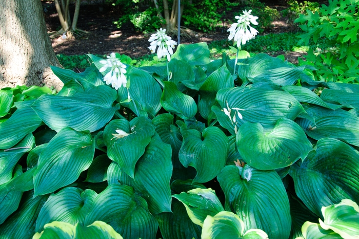 'Blue Angel' Hosta, Plantain Lily - Hosta from Winding Creek Nursery