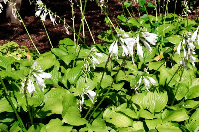 'Royal Standard' Hosta, Plantain Lily - Hosta from Winding Creek Nursery