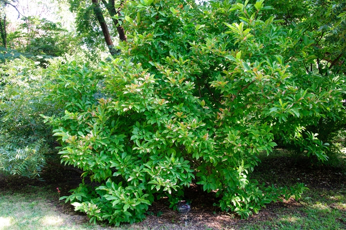 'Susan' - Magnolia from Winding Creek Nursery