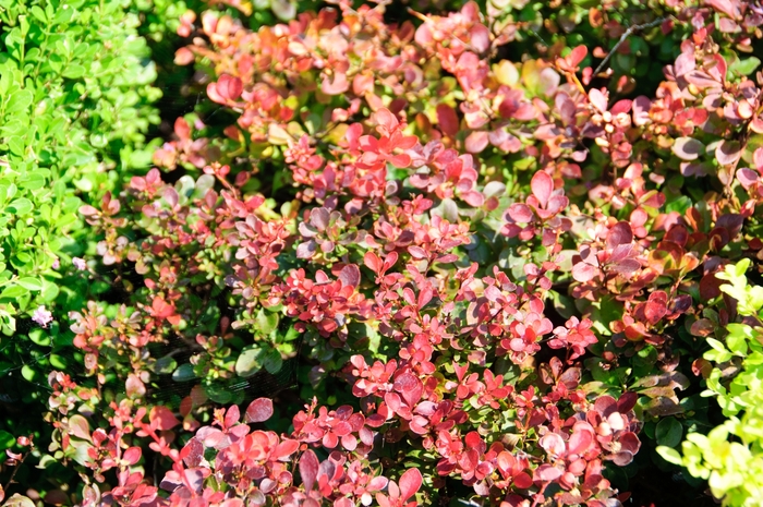 'Crimson Pygmy' Japanese Barberry - Berberis thunbergii from Winding Creek Nursery