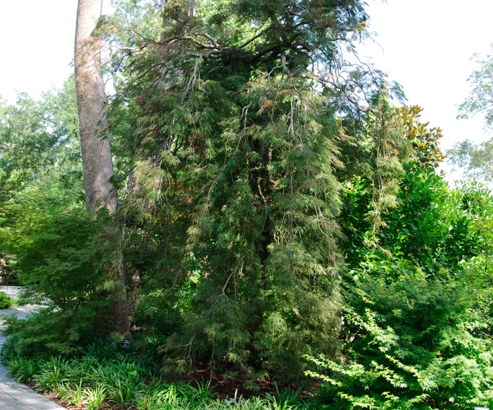 'Inaba Shidare' Japanese Maple - Acer palmatum var. dissectum from Winding Creek Nursery