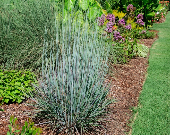 'Standing Ovation' Little Bluestem - Schizachyrium scoparium from Winding Creek Nursery