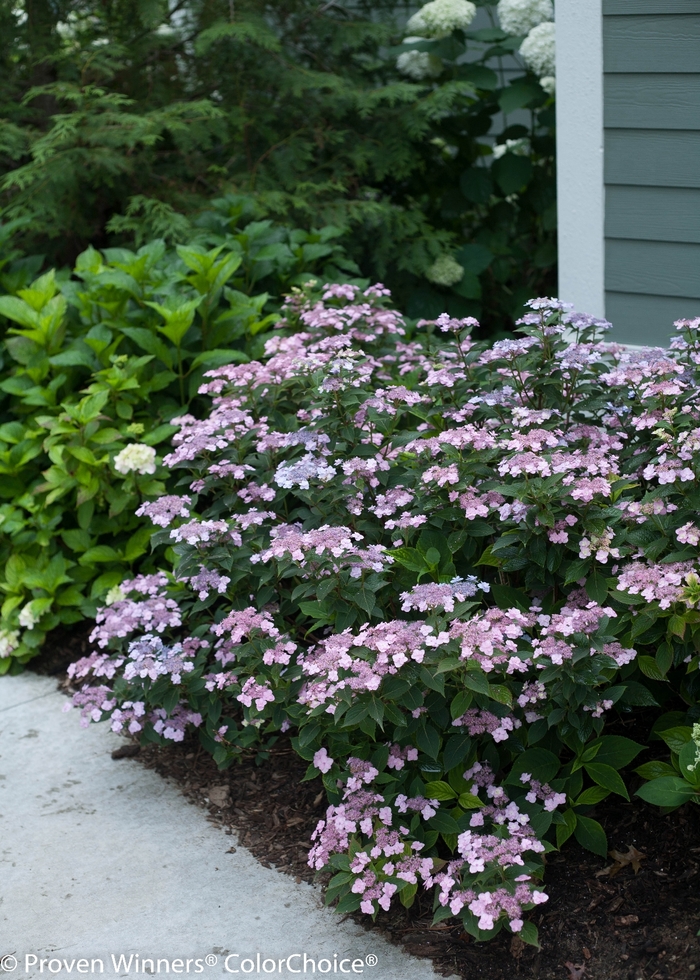 'Tiny Tuff Stuff™' Mountain Hydrangea - Hydrangea serrata from Winding Creek Nursery