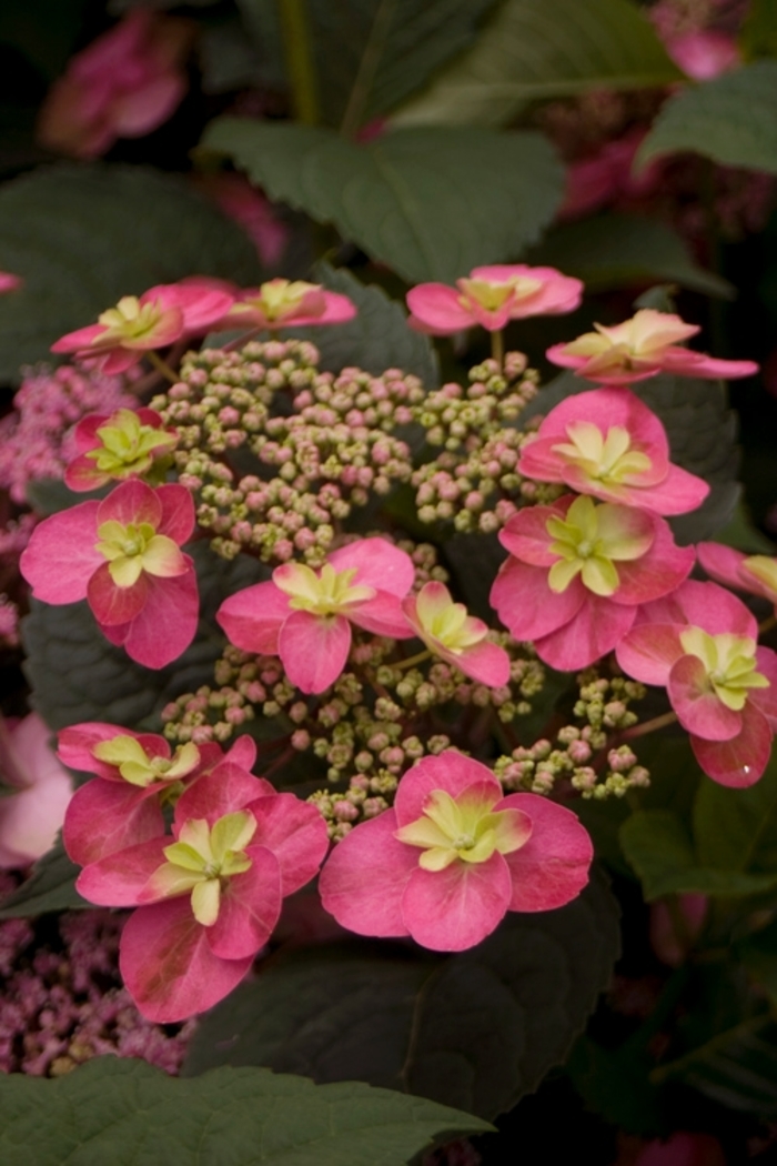 Tuff Stuff™ 'Red' - Hydrangea serrata (Mountain Hydrangea) from Winding Creek Nursery