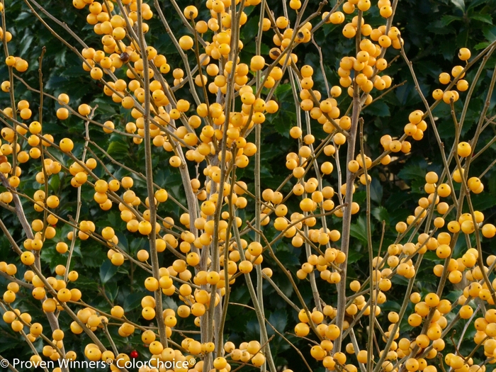 Berry Heavy® 'Gold' - Ilex verticillata (Winterberry Holly) from Winding Creek Nursery