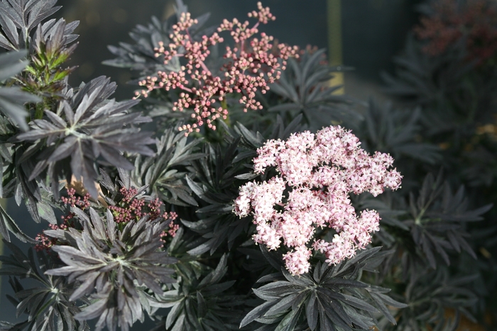 'Laced Up®' Elderberry - Sambucus nigra from Winding Creek Nursery