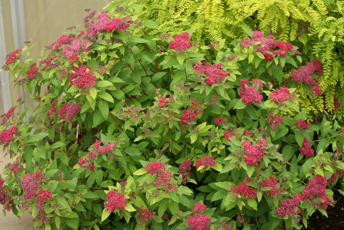 Double Play® 'Red' - Spiraea japonica (Spirea) from Winding Creek Nursery