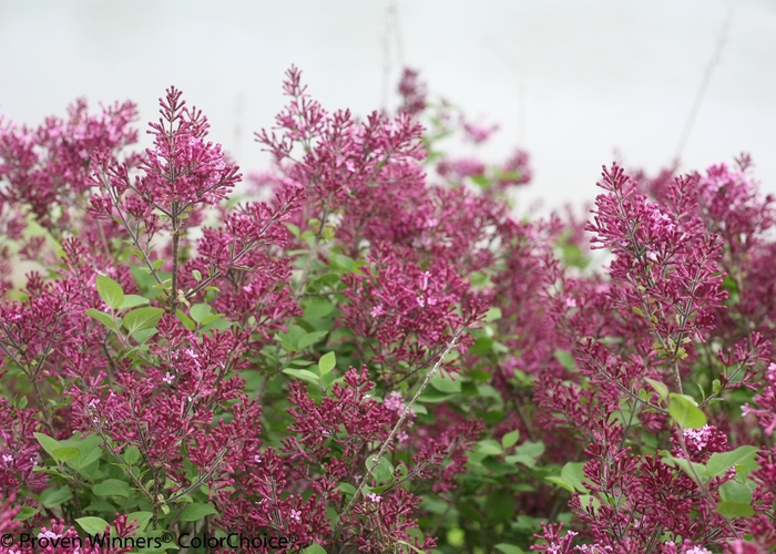 Bloomerang® 'Dark Purple' - Syringa (Reblooming Lilac) from Winding Creek Nursery