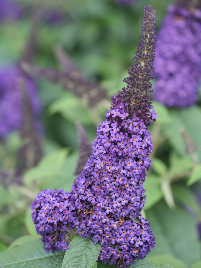 'Pugster Blue®' Butterfly Bush - Buddleia from Winding Creek Nursery