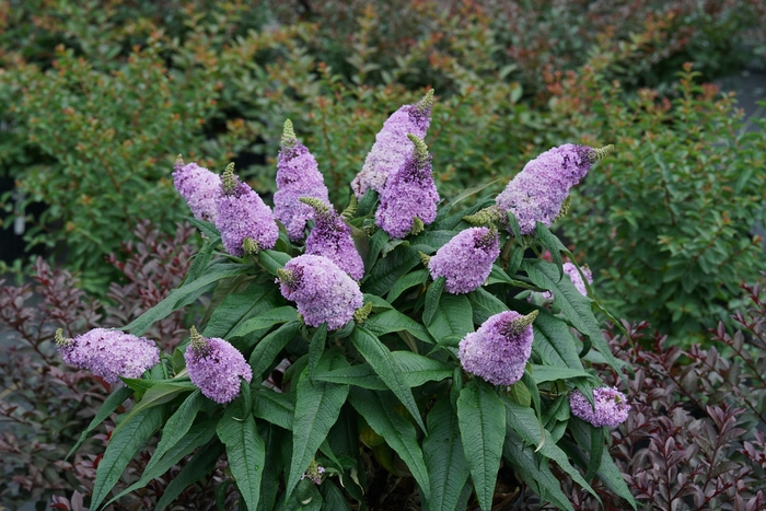 Pugster® Amethyst - Buddleia (Butterfly Bush) from Winding Creek Nursery