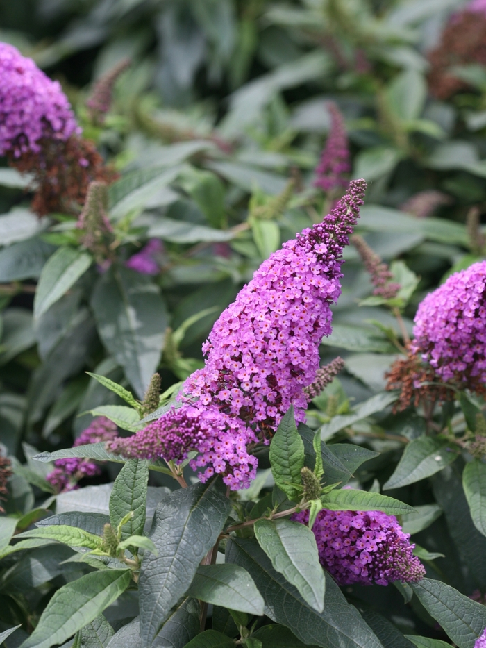 'Pugster Periwinkle®' Butterfly Bush - Buddleia from Winding Creek Nursery