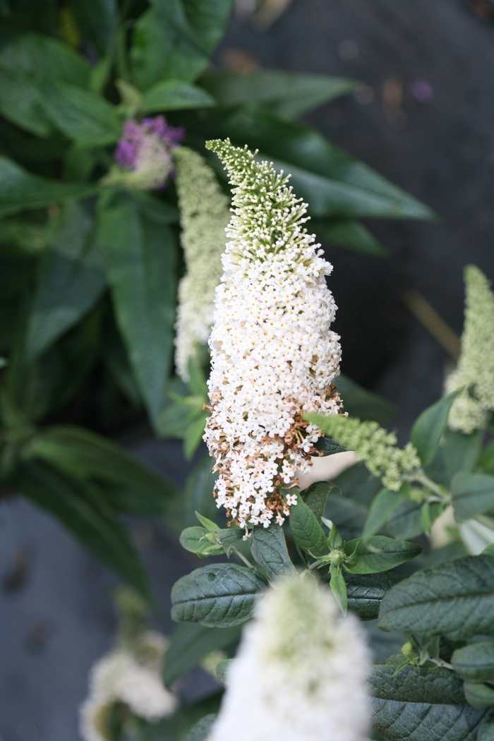 Butterfly Bush - Buddleia from Winding Creek Nursery