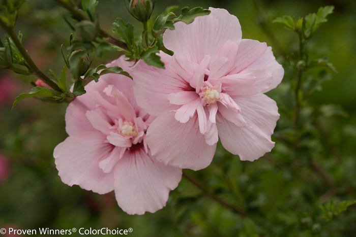 'Pink Chiffon®' Rose of Sharon - Hibiscus syriacus from Winding Creek Nursery