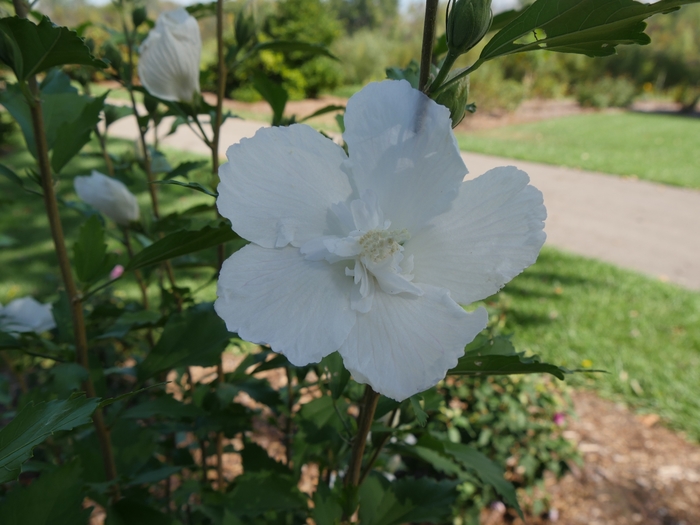 'White Pillar®' Rose of Sharon - Hibiscus syriacus from Winding Creek Nursery