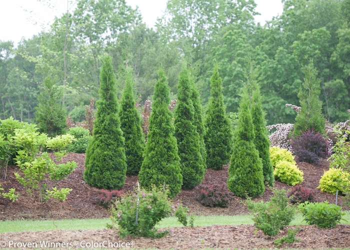 ''North Pole®'' Arborvitae - Thuja occidentalis from Winding Creek Nursery