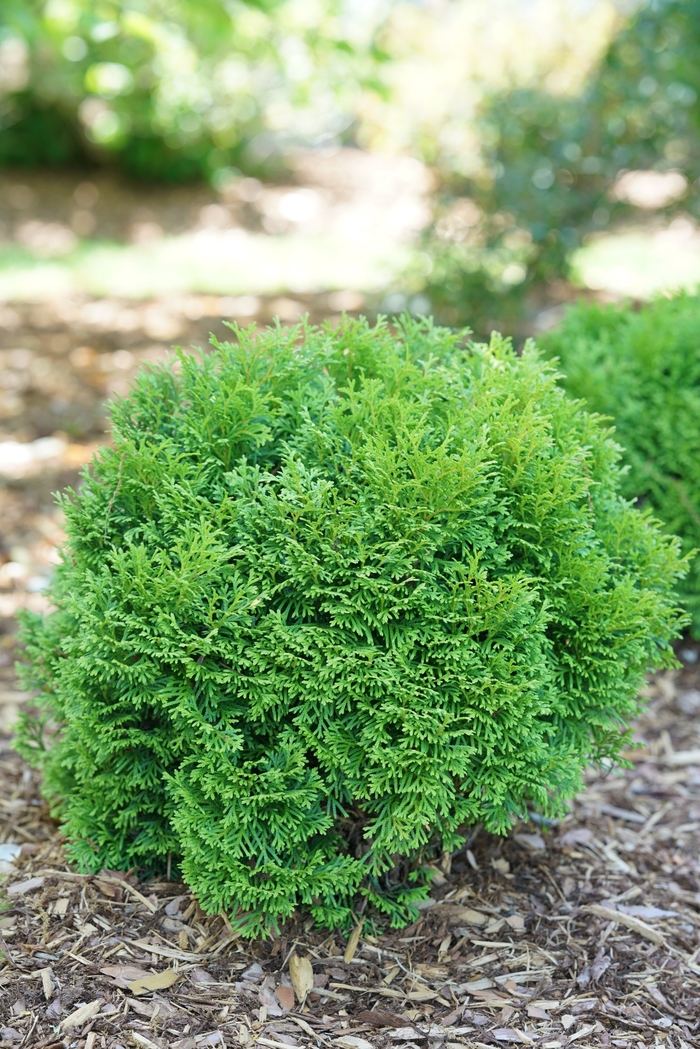 'Tater Tot®' Arborvitae - Thuja occidentalis from Winding Creek Nursery