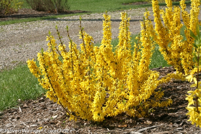 Show Off® 'Sugar Baby®' - Forsythia x intermedia from Winding Creek Nursery