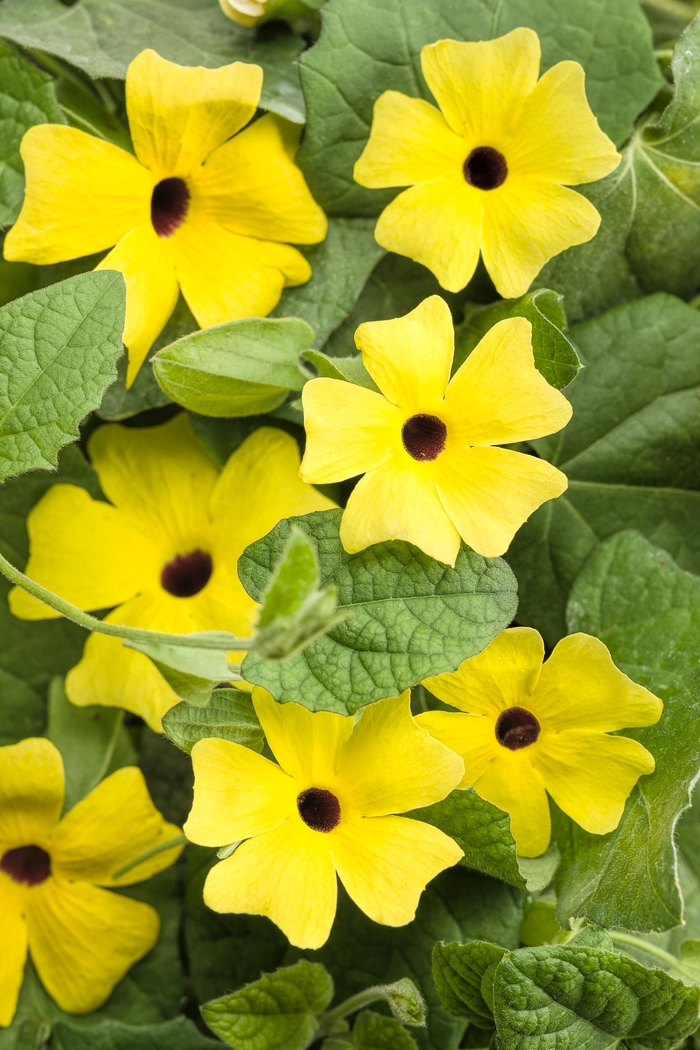 'Lemon A-Peel®' Black-Eyed Susan Vine - Thunbergia alata from Winding Creek Nursery