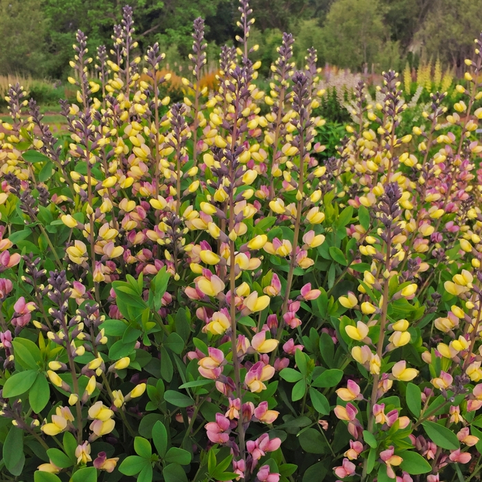 Decadence® Deluxe 'Pink Lemonade' - Baptisia (False Indigo) from Winding Creek Nursery