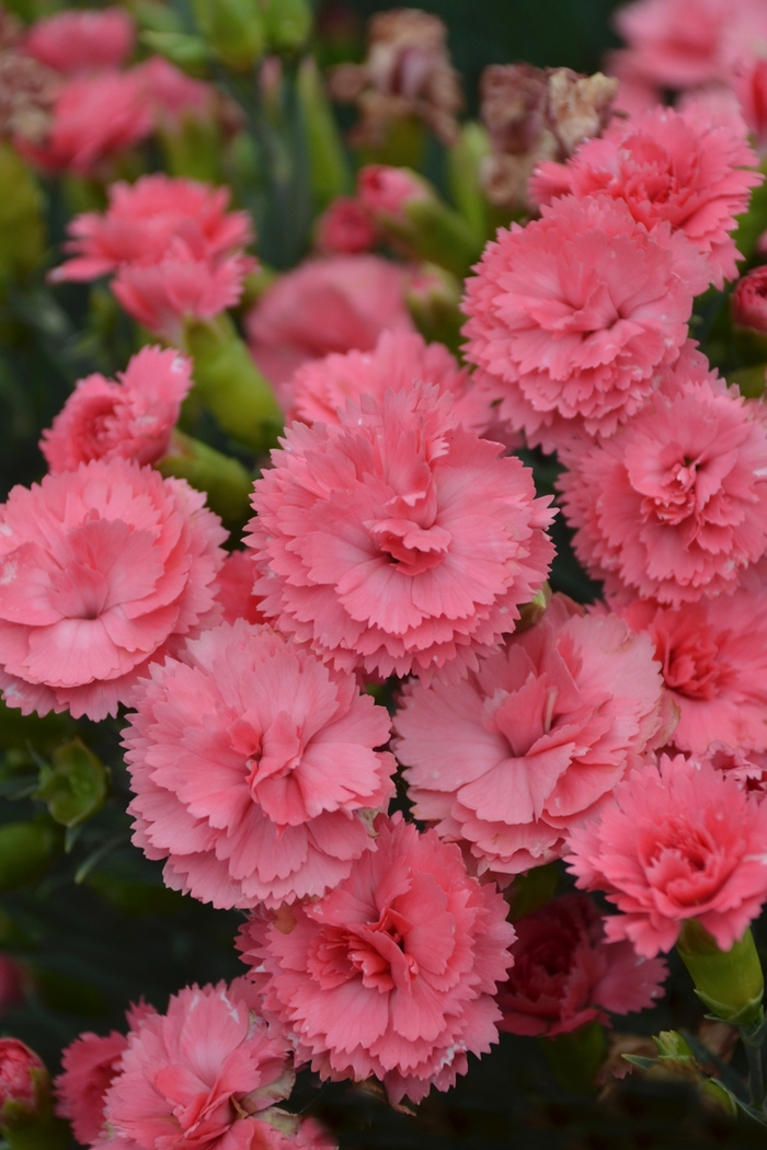 Fruit Punch® 'Classic Coral' - Dianthus (Pinks) from Winding Creek Nursery