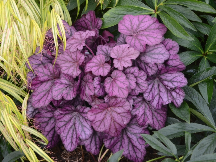 Primo™ 'Wild Rose' - Heuchera (Coral Bells) from Winding Creek Nursery