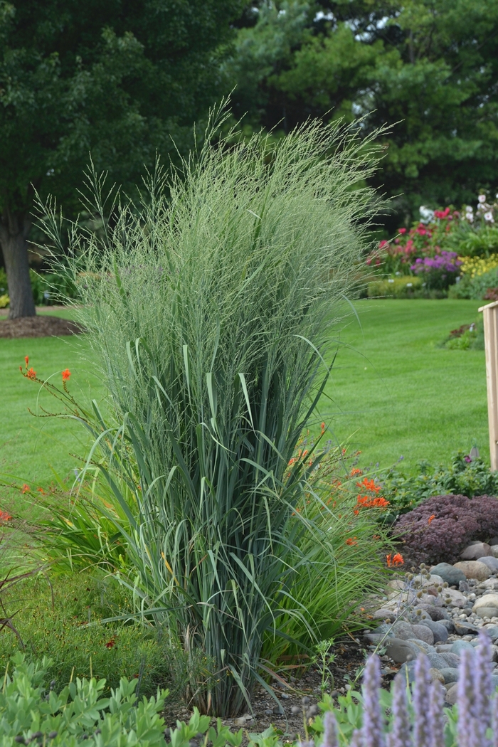 Prairie Winds® 'Totem Pole' - Panicum virgatum (Switch Grass) from Winding Creek Nursery