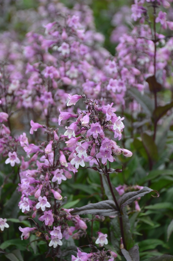 'Midnight Masquerade' Beardtongue - Penstemon from Winding Creek Nursery