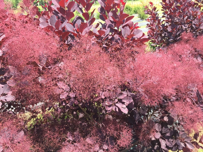 'Winecraft Black®' Smokebush - Cotinus coggygria from Winding Creek Nursery