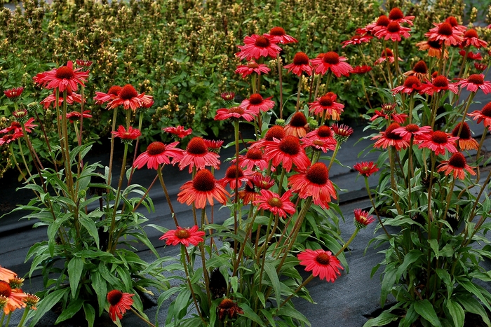 Kismet® 'Red' - Echinacea (Coneflower) from Winding Creek Nursery