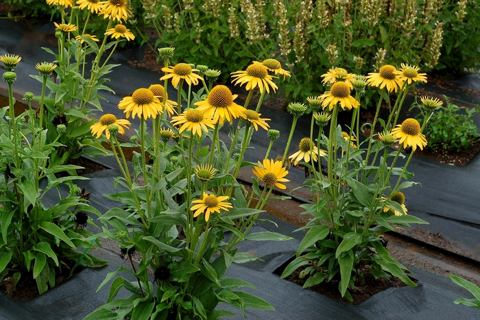 Kismet® 'Yellow' - Echinacea (Coneflower) from Winding Creek Nursery