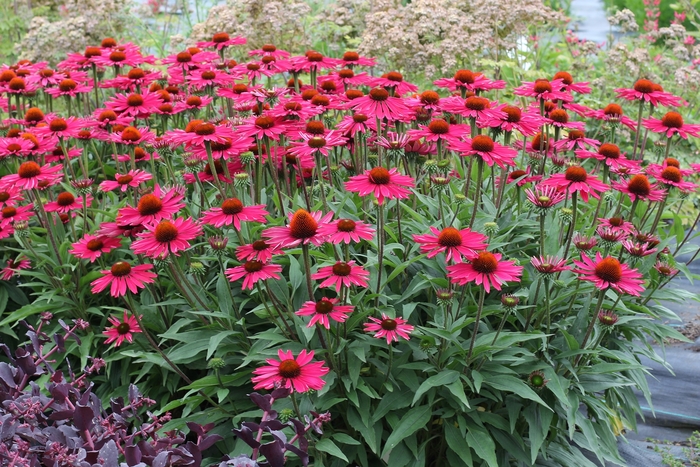 Kismet® 'Raspberry' - Echinacea (Coneflower) from Winding Creek Nursery