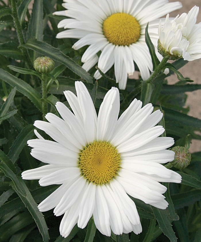 Amazing Daisies® 'Daisy May®' - Leucanthemum x superbum (Shasta Daisy) from Winding Creek Nursery