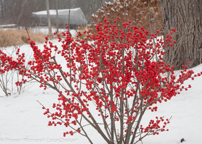 'Berry Poppins®' Winterberry - Ilex verticillata from Winding Creek Nursery