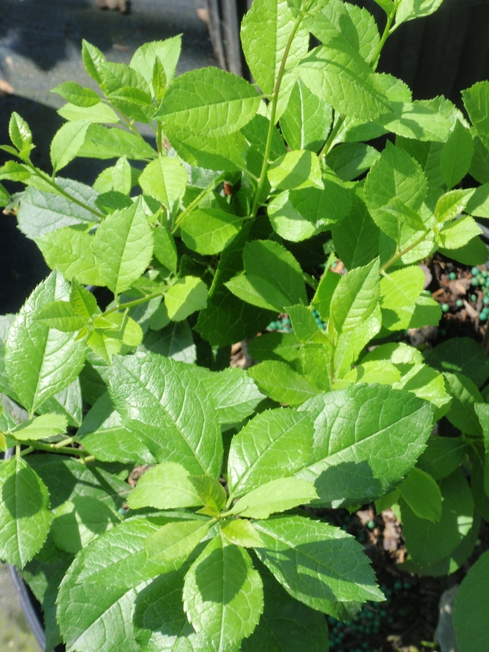 'Mr. Poppins®' Winterberry Holly - Ilex verticillata from Winding Creek Nursery