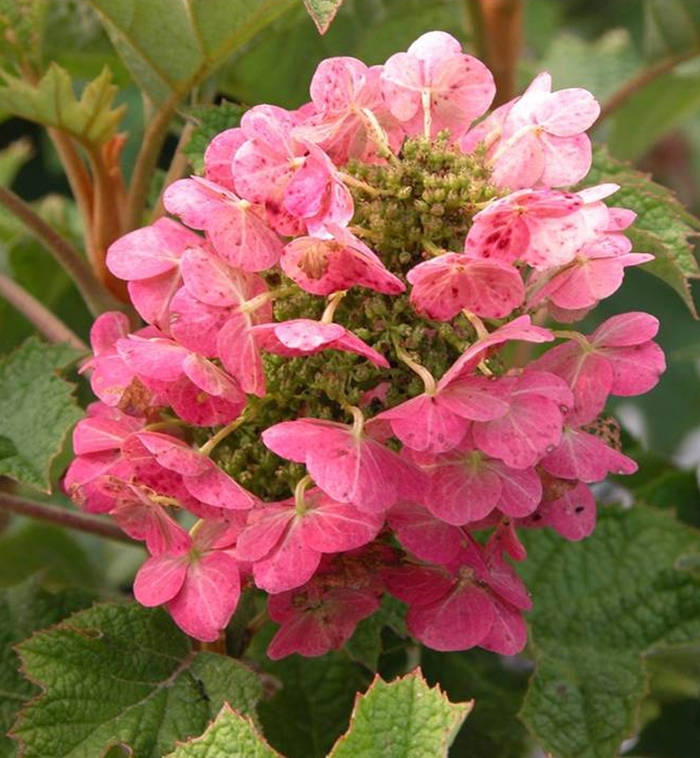 'Ruby Slippers' Qakleaf Hydrangea - Hydrangea quercifolia from Winding Creek Nursery