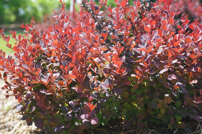 'Sunjoy Mini Maroon®' Barberry - Berberis thunbergii from Winding Creek Nursery