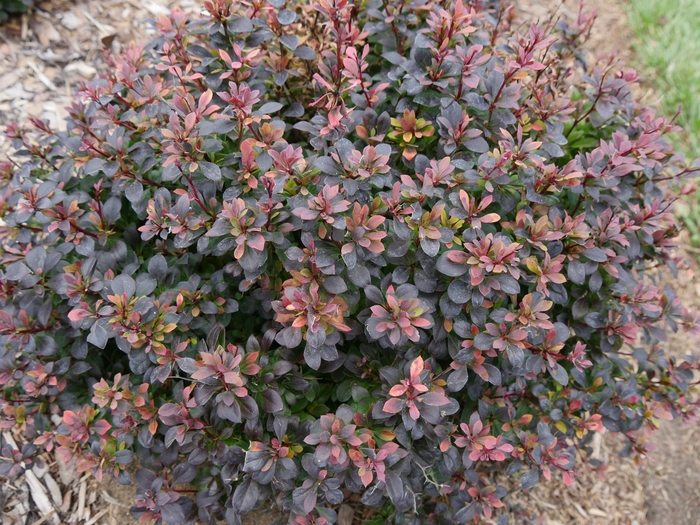 'Sunjoy Todo®' Barberry - Berberis thunbergii from Winding Creek Nursery