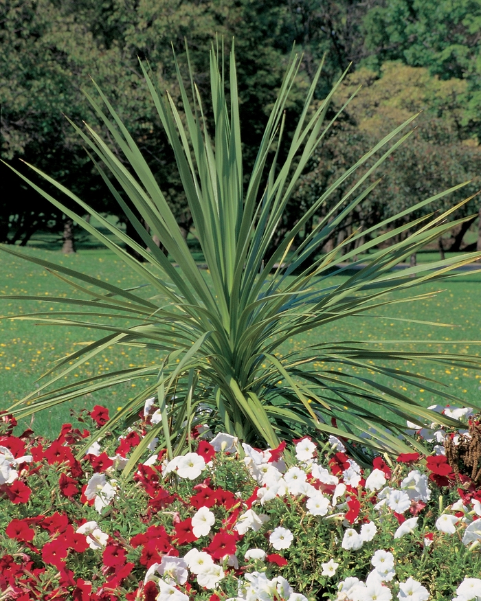 Spikes - Cordyline indivisa from Winding Creek Nursery