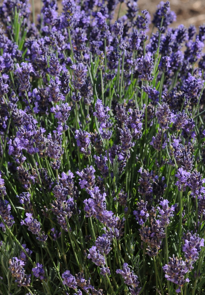 'SuperBlue' English Lavender - Lavandula angustifolia from Winding Creek Nursery