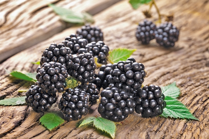 'Chester' Blackberry - Rubus fruticosa from Winding Creek Nursery